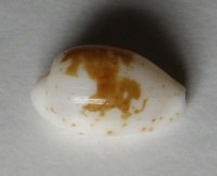 Cypraea goodalii Gray, 1832